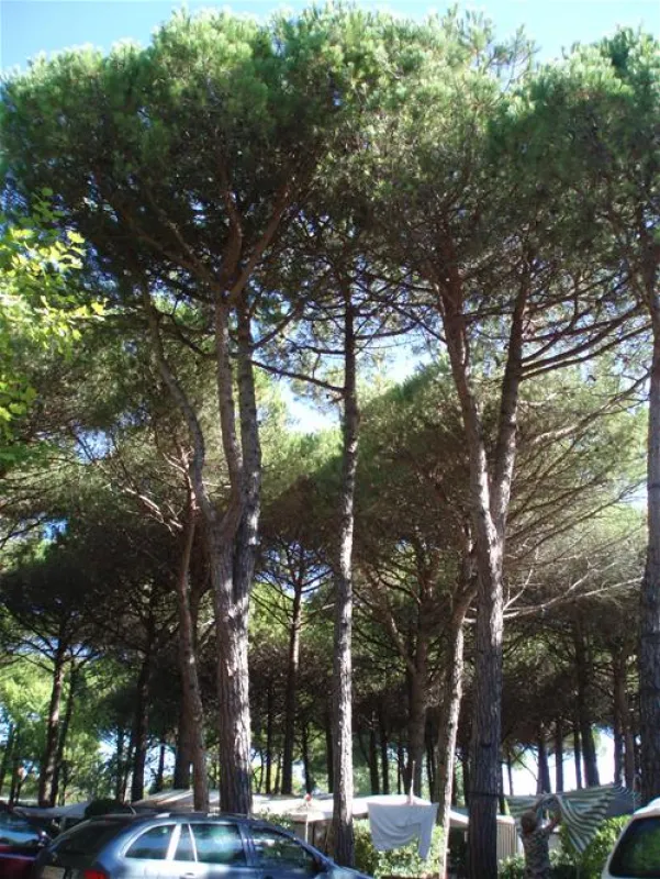 Camping Village Al Boschetto