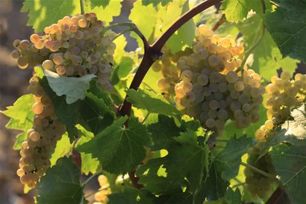 Agriturismo La Serra del Pino