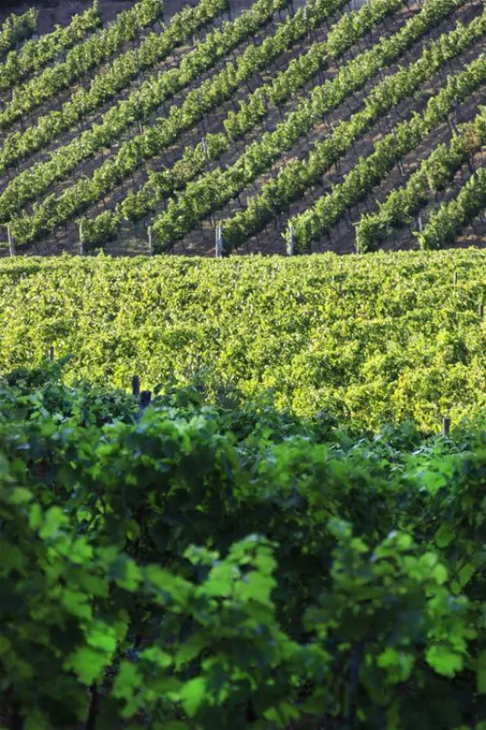 Agriturismo La Serra del Pino