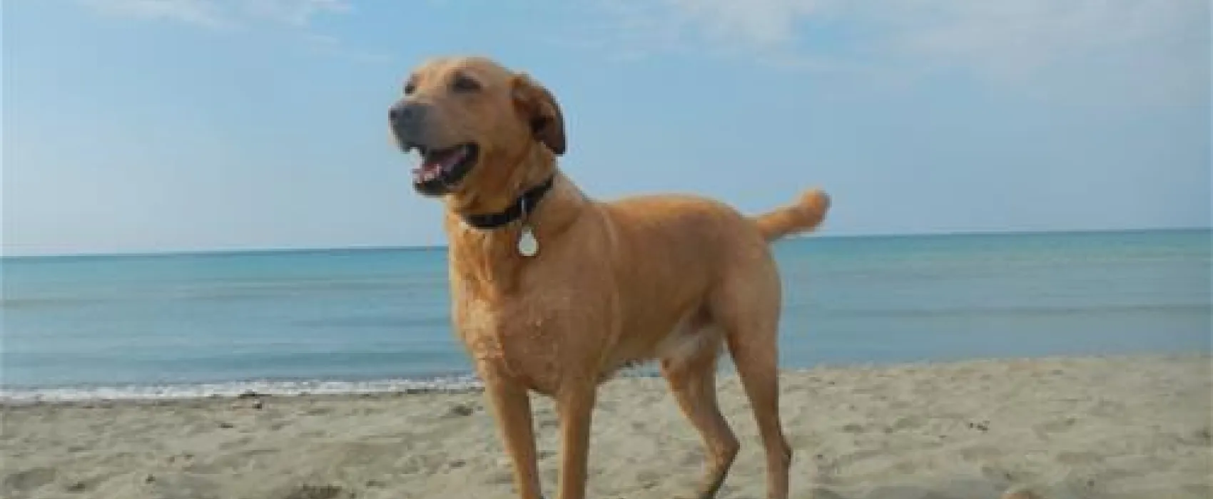 Campeggio Le Marze Boschetto Holiday