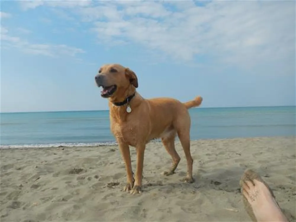 Campeggio Le Marze Boschetto Holiday