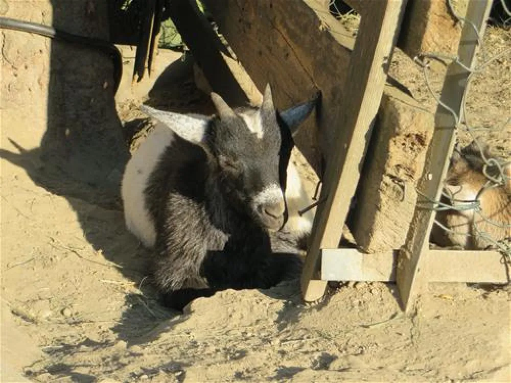 Maltatal Terrassencamping