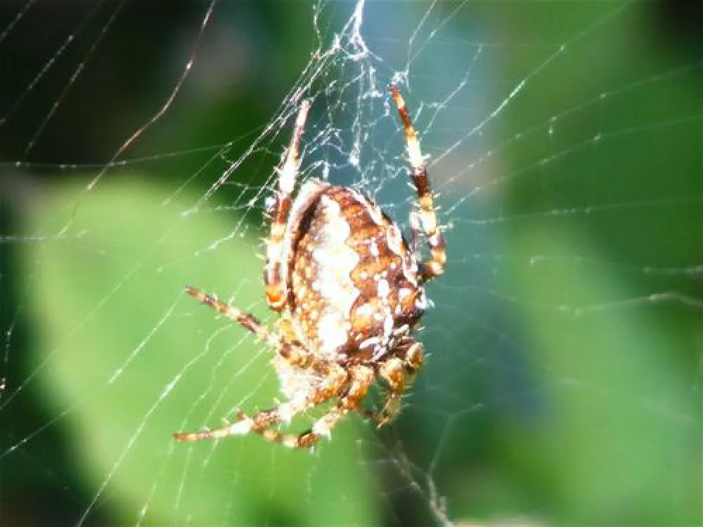 Caravancamp Ostseeblick
