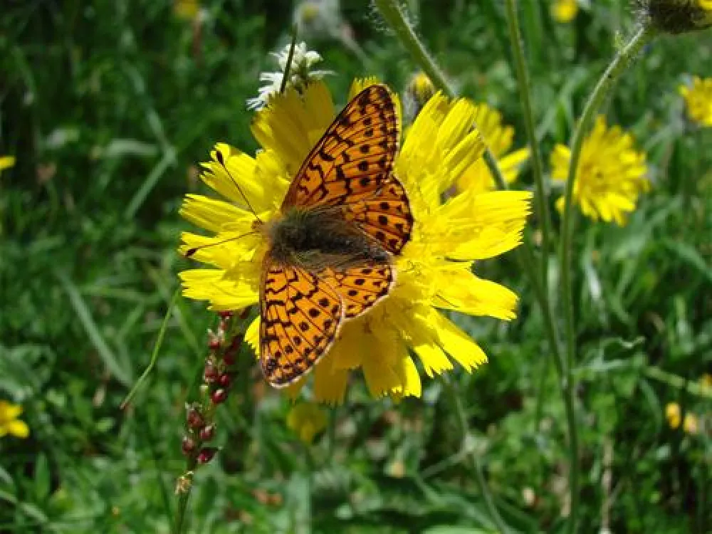 Campeggio Ansitz Wildberg