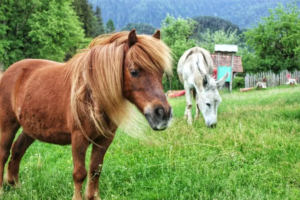 Campeggio Ansitz Wildberg