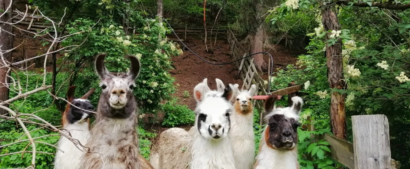 Campeggio Ansitz Wildberg