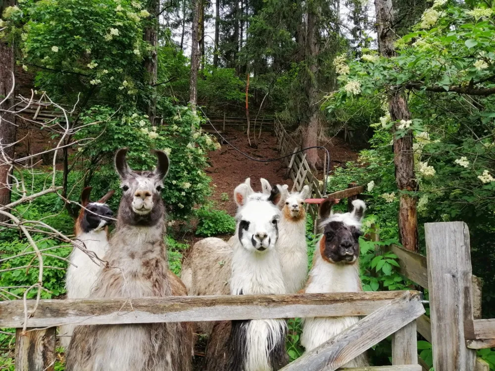 Campeggio Ansitz Wildberg