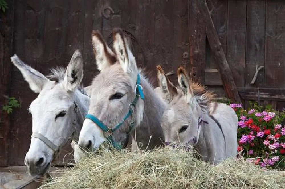 Campeggio Ansitz Wildberg