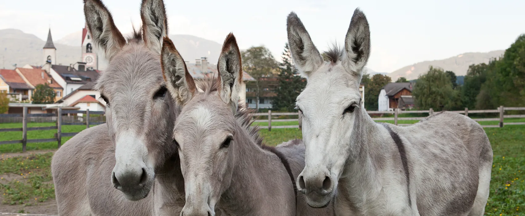 Campeggio Ansitz Wildberg