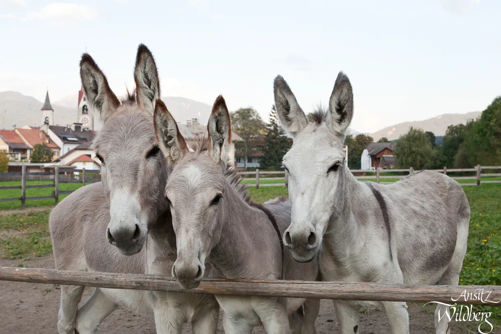 Campeggio Ansitz Wildberg