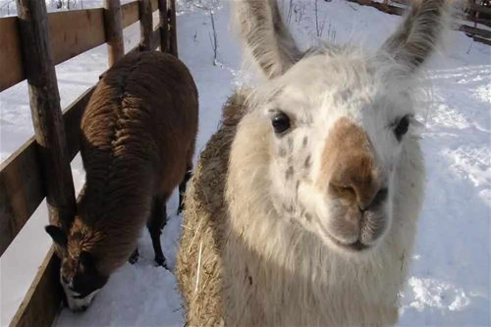 Campeggio Ansitz Wildberg