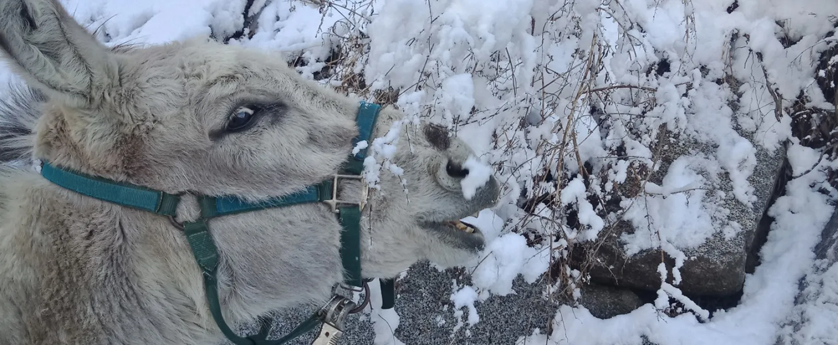 Campeggio Ansitz Wildberg