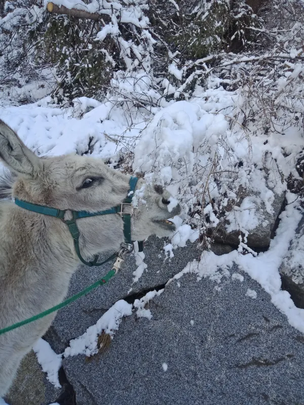 Campeggio Ansitz Wildberg