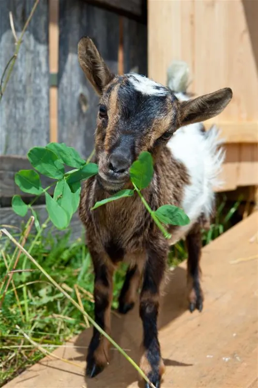 Campeggio Ansitz Wildberg