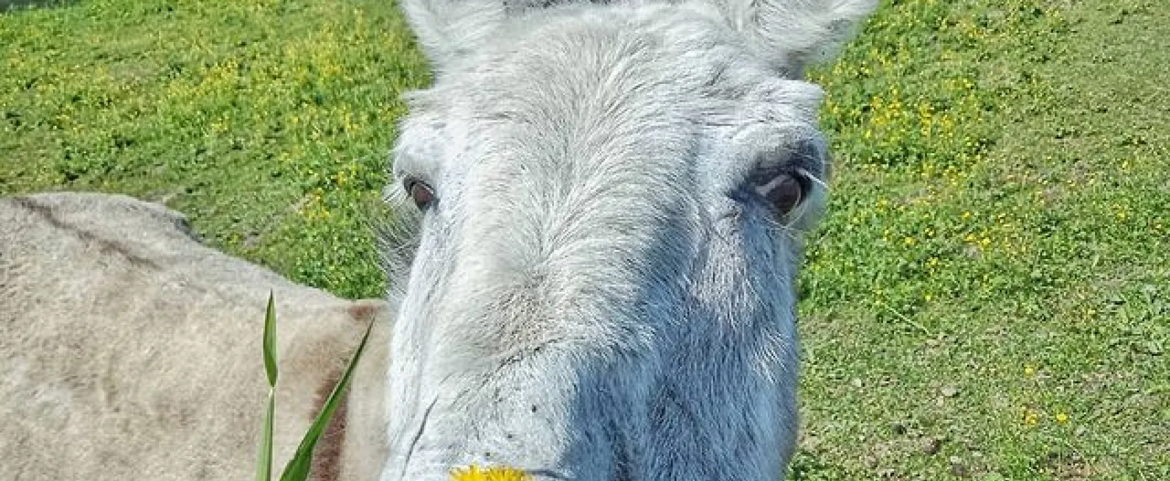 Campeggio Ansitz Wildberg