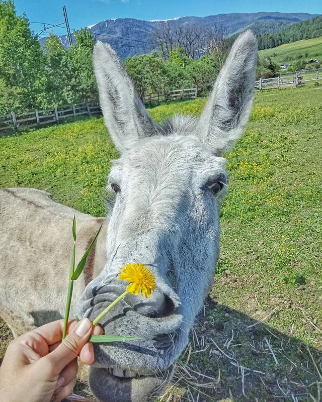 Campeggio Ansitz Wildberg