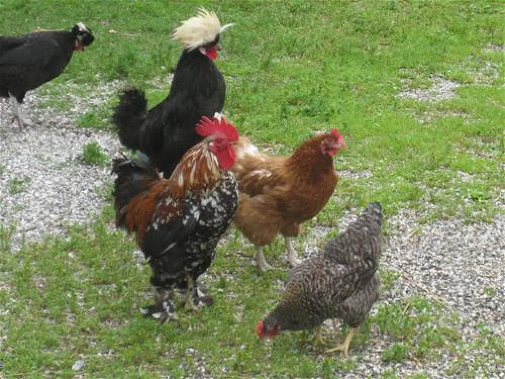 Campeggio Ansitz Wildberg