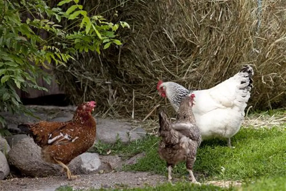 Campeggio Ansitz Wildberg