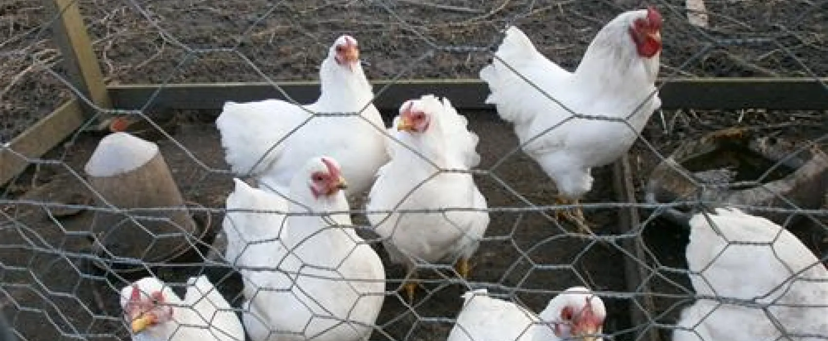 Camping de Greidhoeke