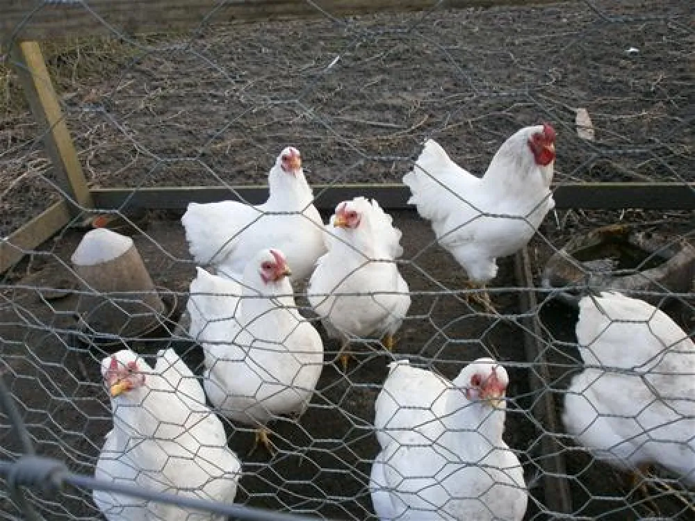 Camping de Greidhoeke