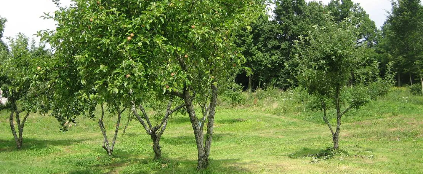Camping à la ferme Domaine de la Pierre Percée