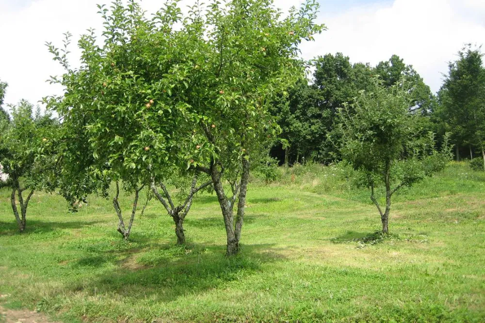 Camping à la ferme Domaine de la Pierre Percée