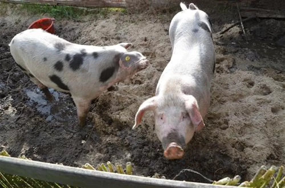 Tussen wad en strand