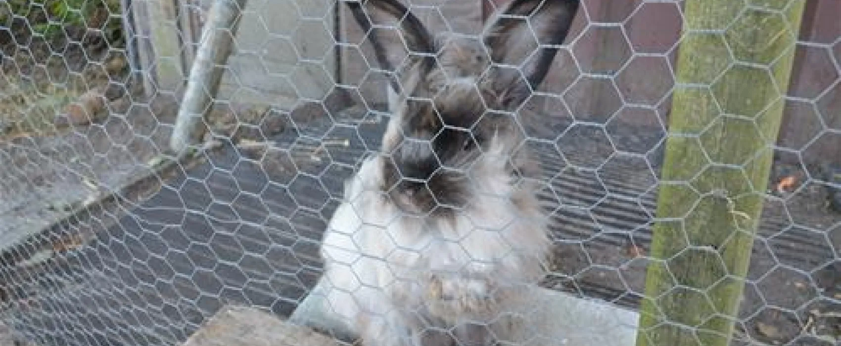 Tussen wad en strand