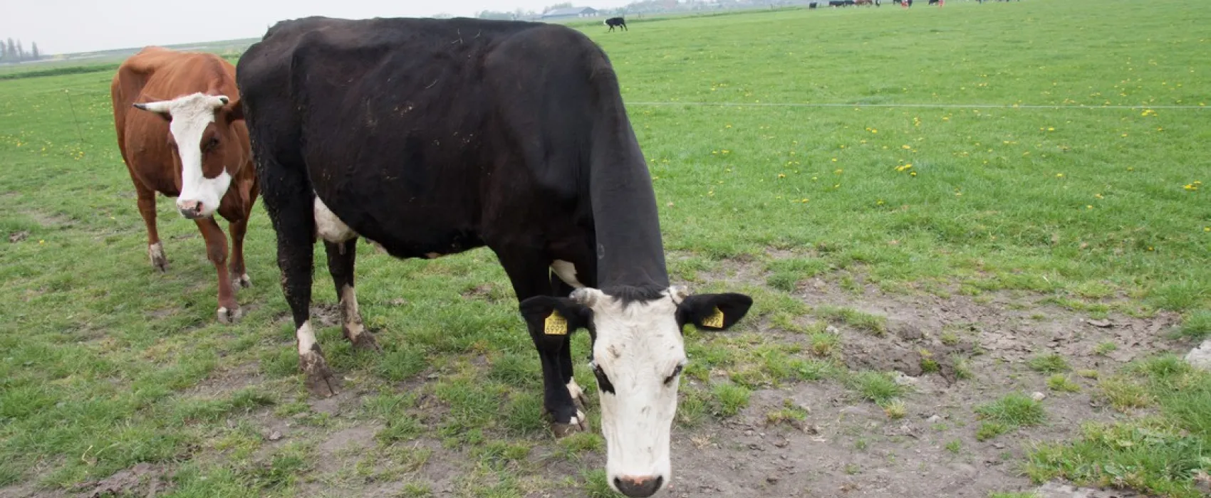 Boerderij Camping De Appelhoek