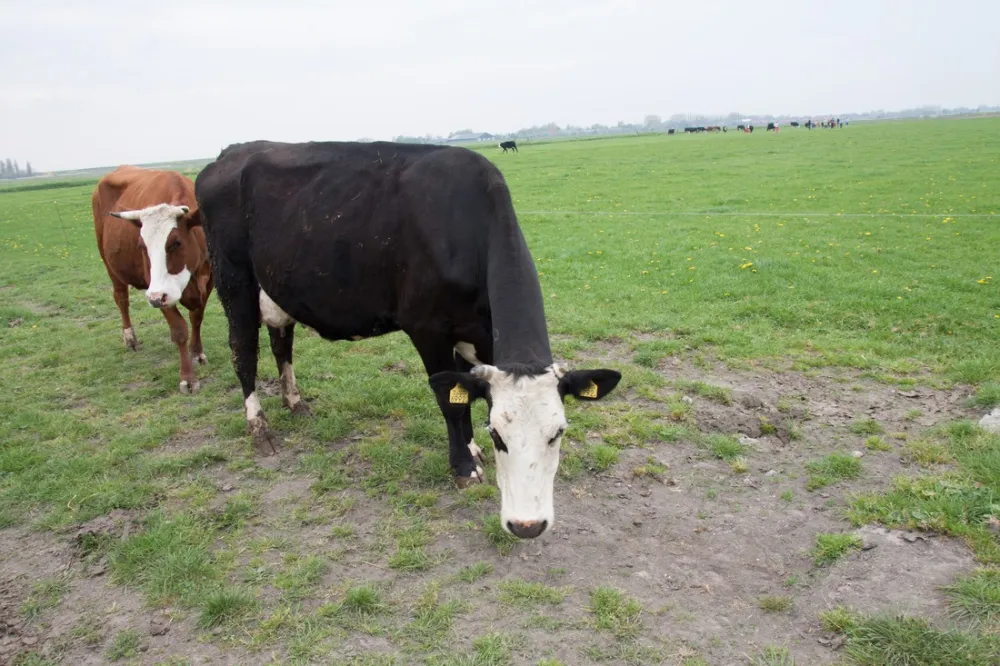 Boerderij Camping De Appelhoek
