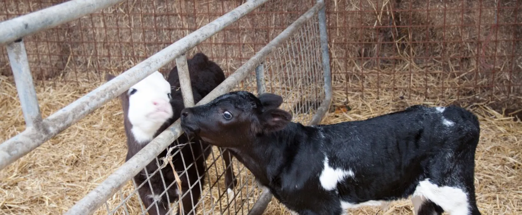 Boerderij Camping De Appelhoek