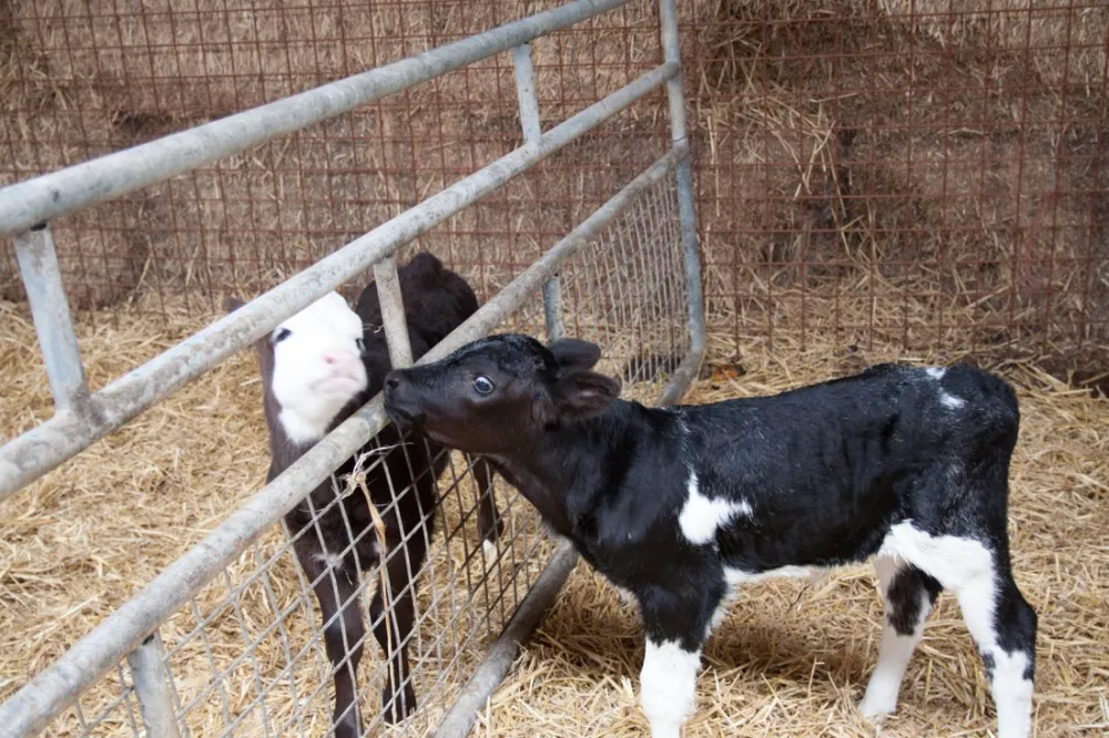 Boerderij Camping De Appelhoek