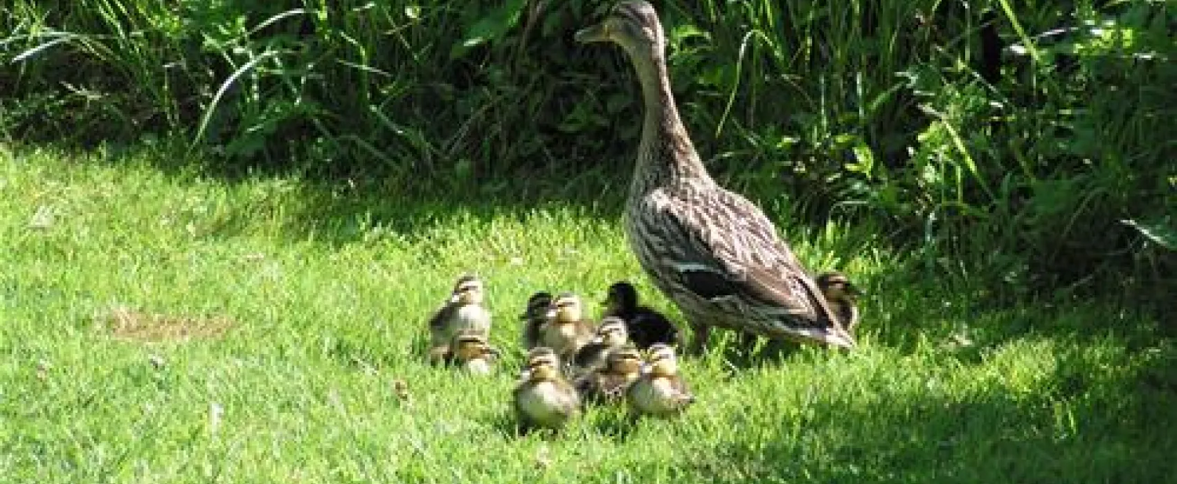 Batcombe Vale Campsite