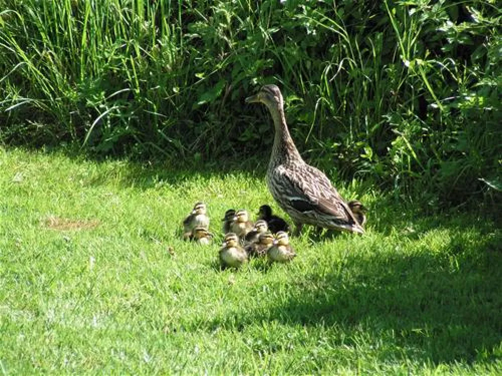 Batcombe Vale Campsite