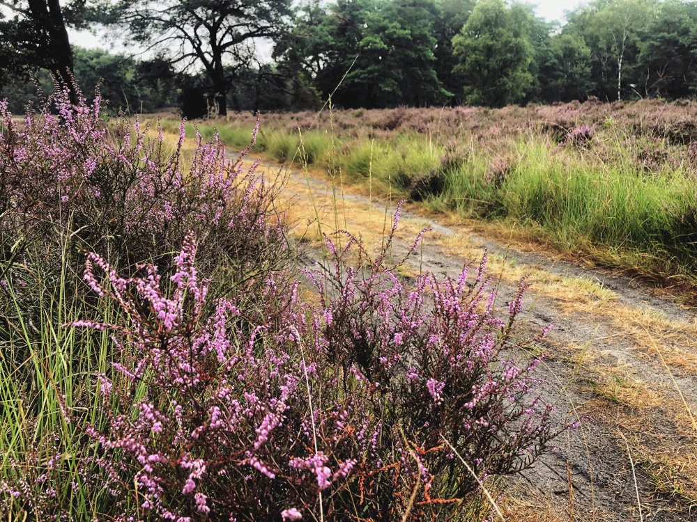 Natuurcamping De Hoogte