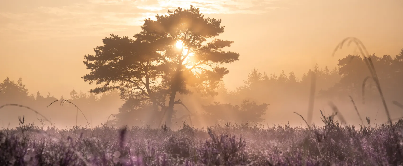 Natuurcamping De Hoogte