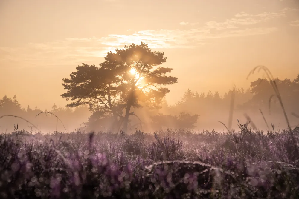 Natuurcamping De Hoogte