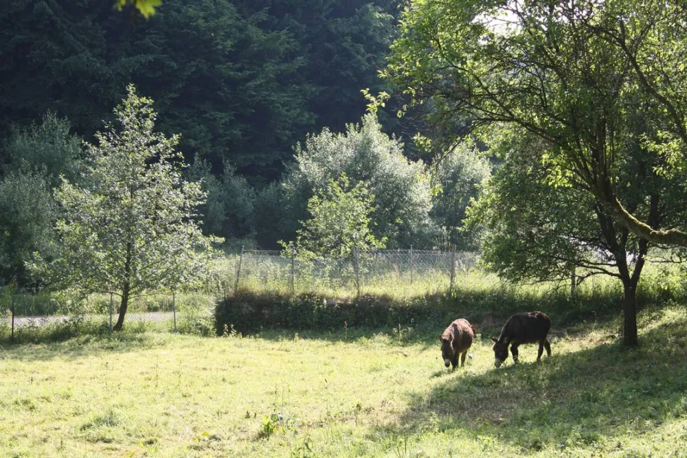 Densborner Wassermühle