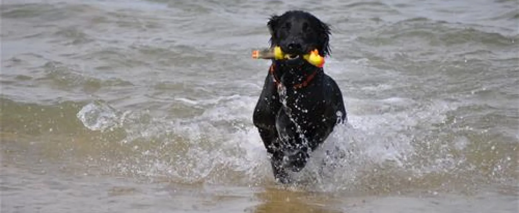 Camping Village Terrazza sul Mare