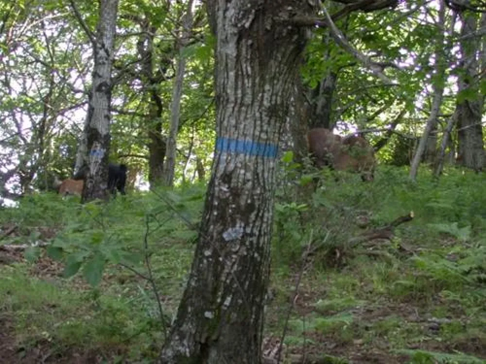 Camping Naturistes Domaine de Lambeyran  