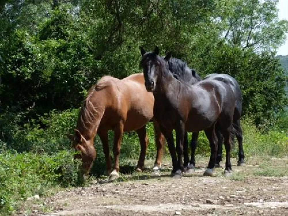 Camping Naturistes Domaine de Lambeyran  