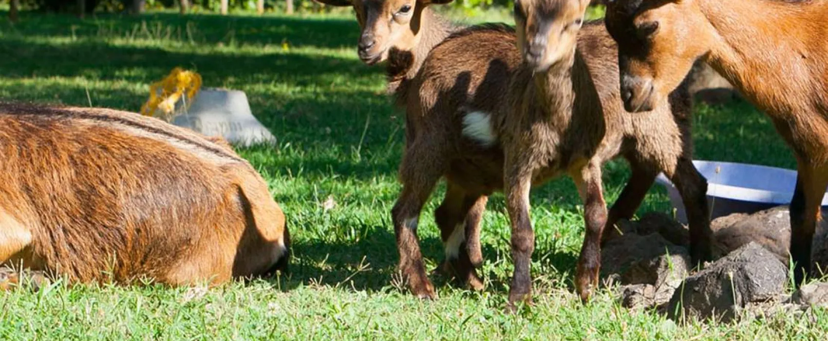 Camping Lava Ecològic