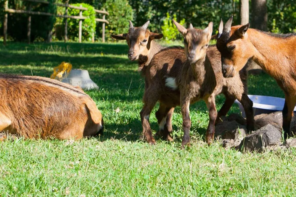 Camping Lava Ecològic