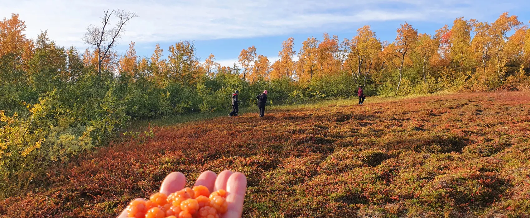 Umfors Camping -Naturnära fjällcamping