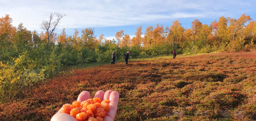 Umfors Camping -Naturnära fjällcamping