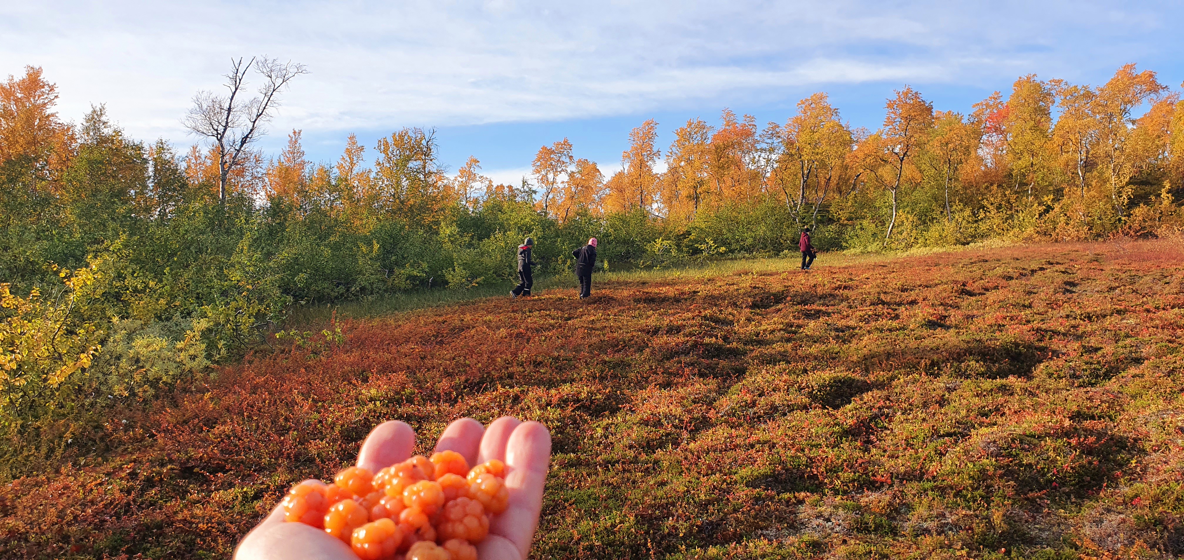 Umfors Camping -Naturnära fjällcamping photo 5