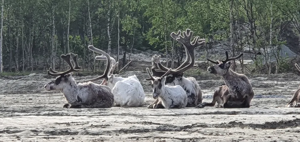 Umfors Camping -Naturnära fjällcamping
