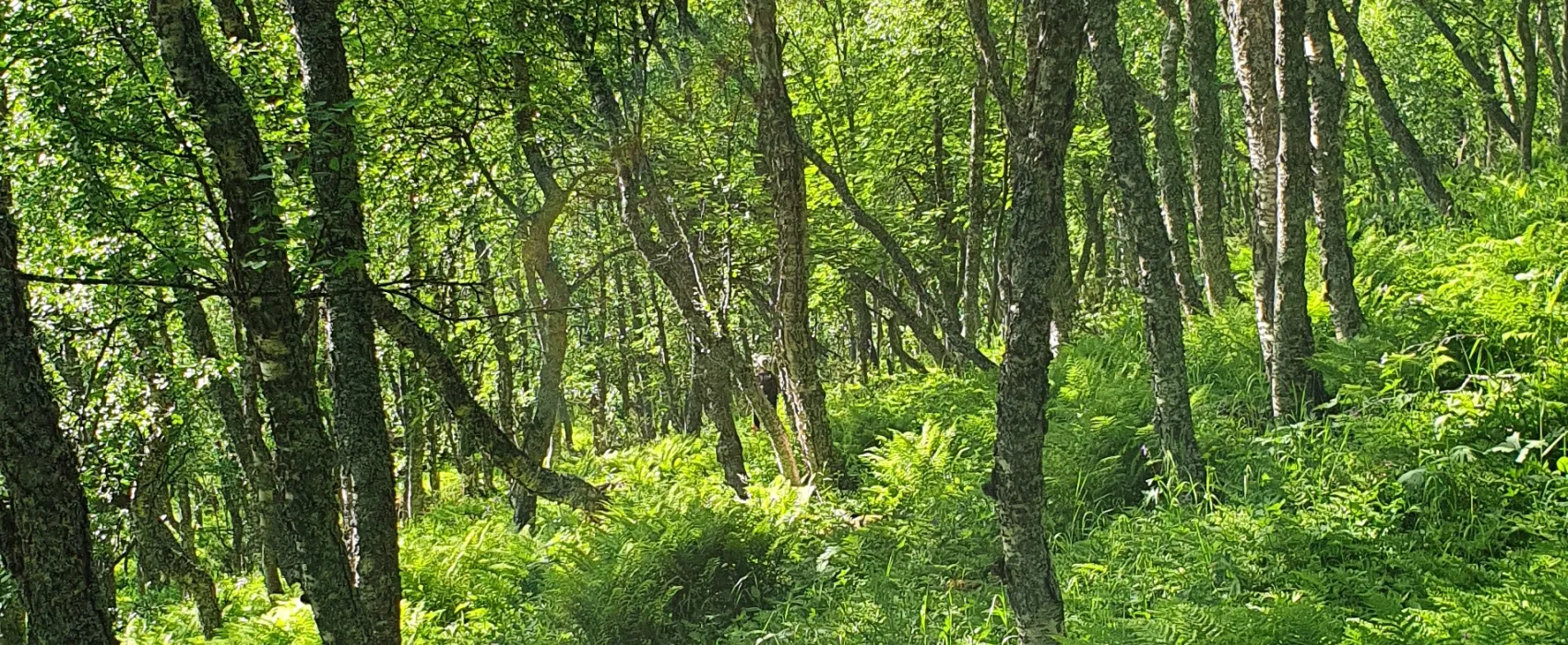 Umfors Camping -Naturnära fjällcamping