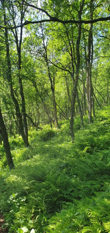 Umfors Camping -Naturnära fjällcamping