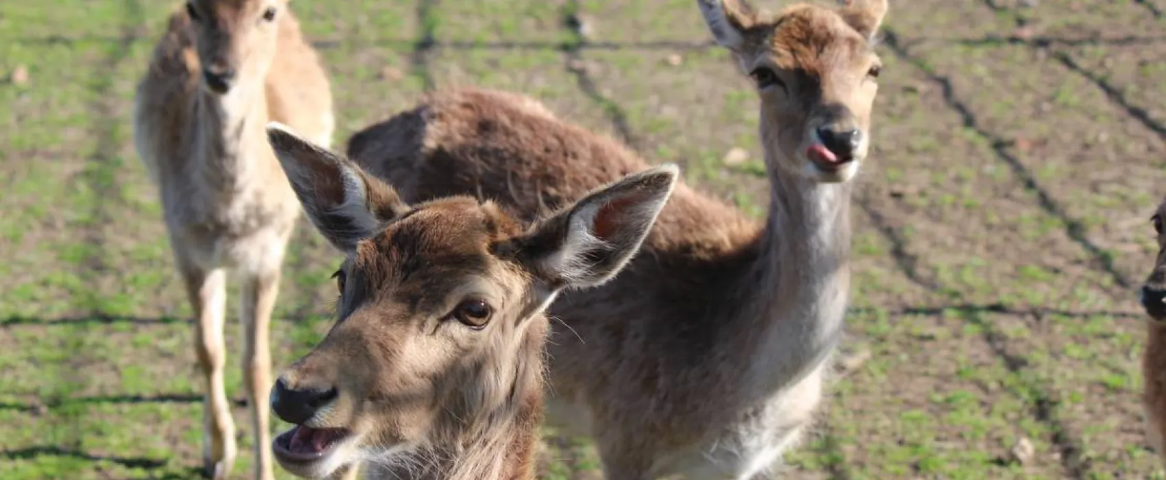 Camping- & Wochenendplatz Brinkmann´s Hof